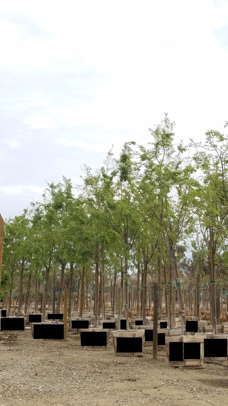 Photo for Ulmus parvifolia (Standard) (Chinese Elm)