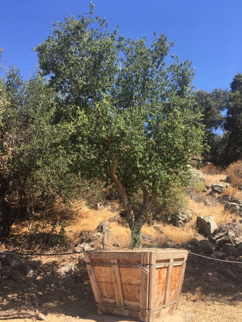 Photo for Quercus agrifolia (Multi) (Coast Live Oak)
