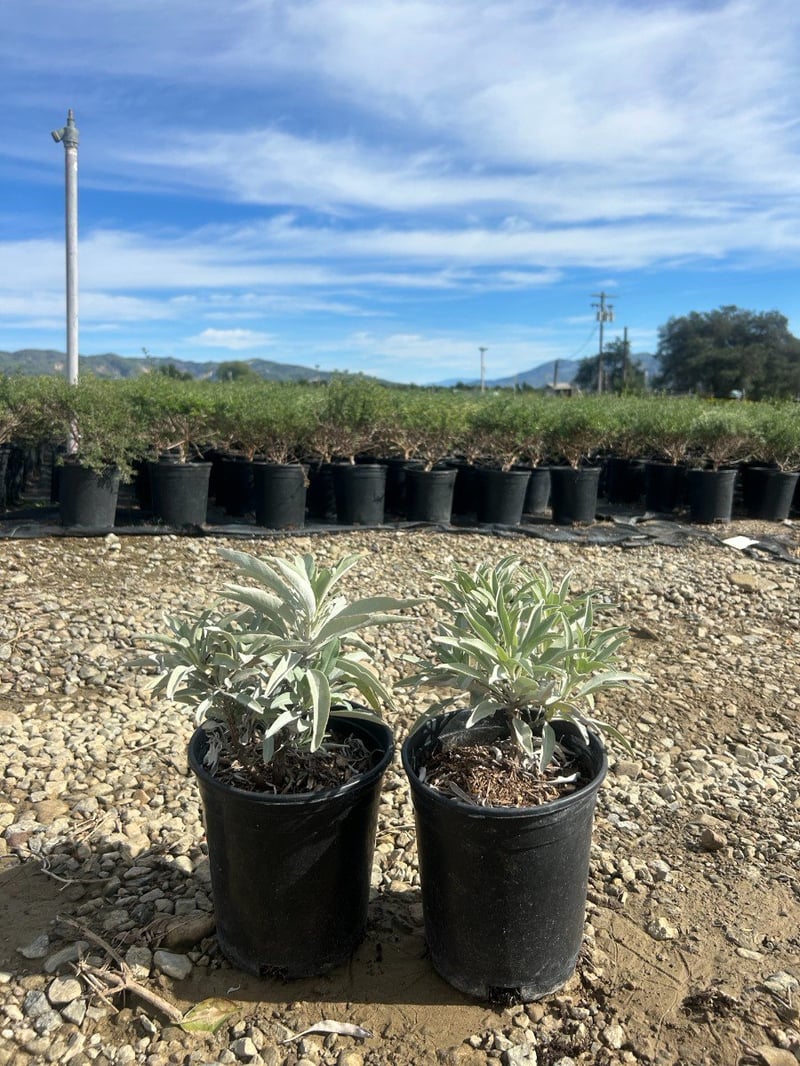 Photo for Salvia apiana (California White Sage, Bee Sage)