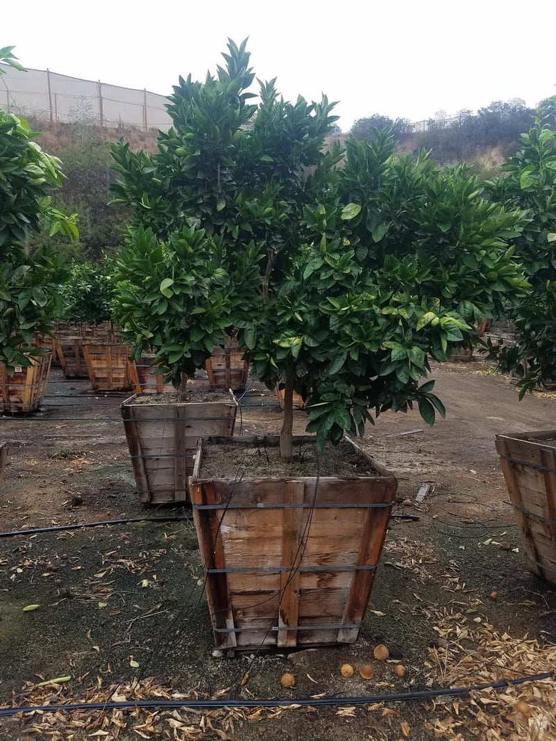 Photo for Citrus sinensis 'Moro' (Standard) (Moro Blood Orange)