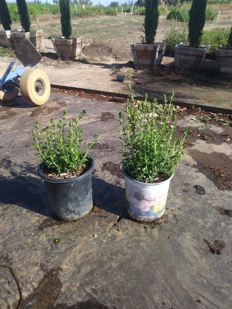 Photo for Teucrium chamaedrys (X lucidrys) 'Prostrata' (Prostrate Germander)