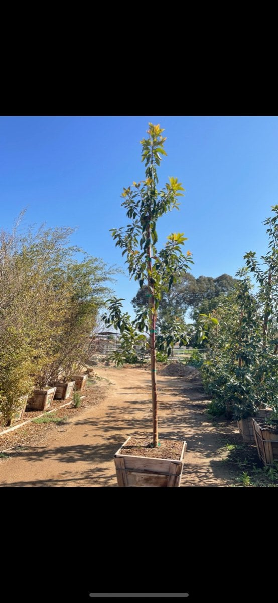 Photo for Lophostemon confertus (Tristania conferta) (Standard) (Brisbane Box)