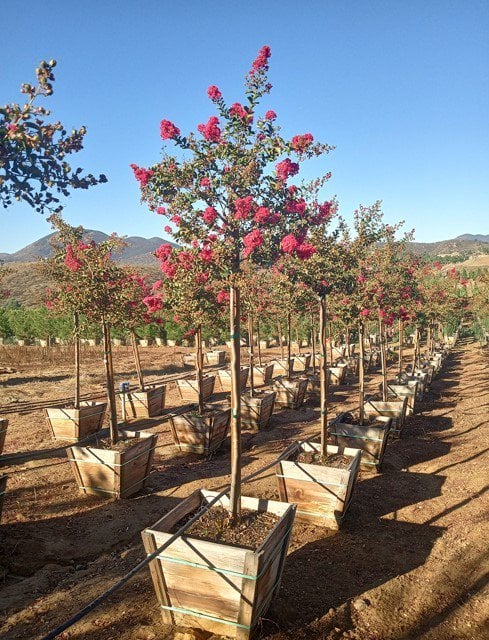 Photo for Lagerstroemia indica x fauriei 'Tuscarora' (Tuscarora Crape Myrtle)