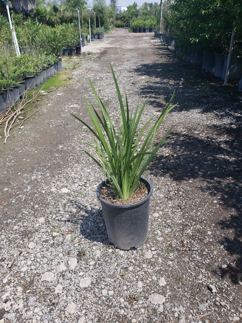 Photo for Dietes vegeta (Moraea iridioides) (Fortnight Lily)