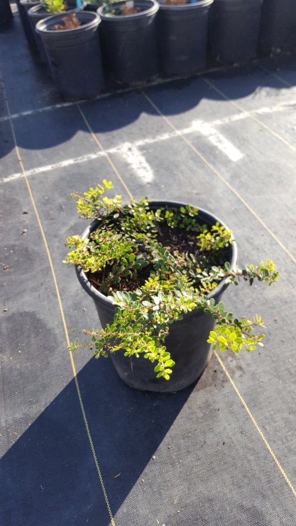 Photo for Arctostaphylos 'Emerald Carpet' ('Emerald Carpet' Manzanita)
