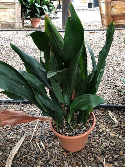 Photo for Aspidistra elatior (Cast Iron Plant)