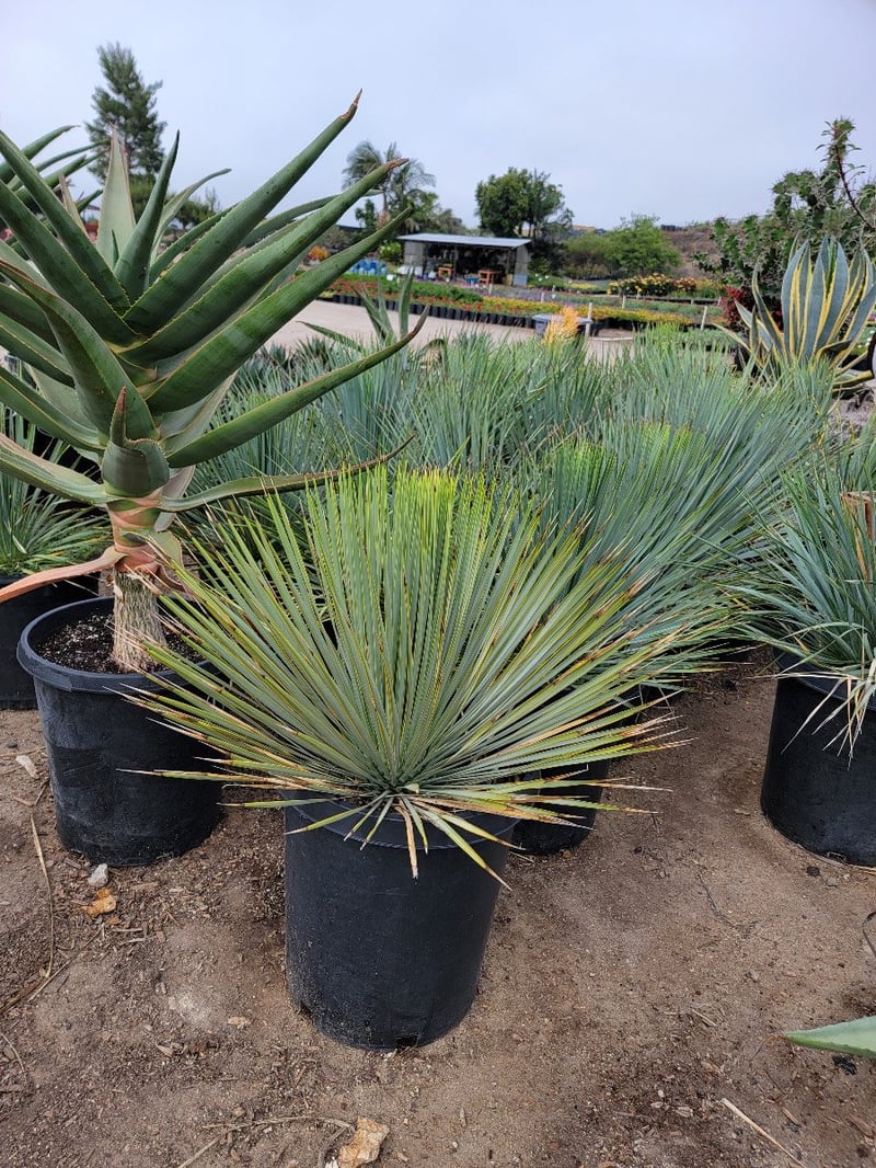Photo for Yucca rostrata (Big Bend Yucca, Beaked Yucca)