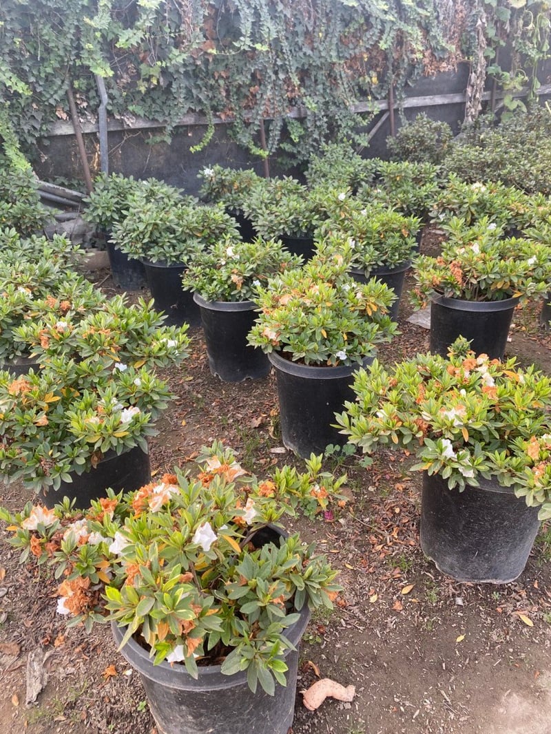 Photo for Azalea 'Alaska' (Alaska Azalea)