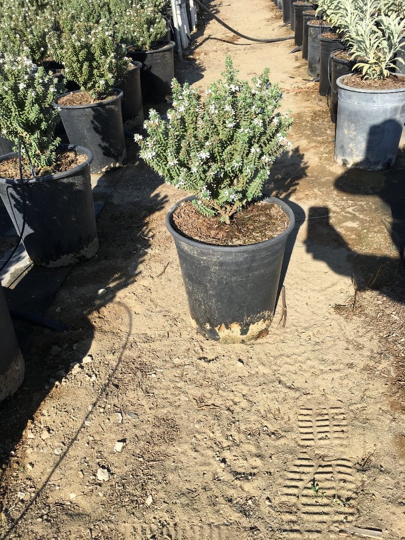 Photo for Westringia fruticosa 'Grey Box' (Grey Box Dwarf Coast Rosemary)