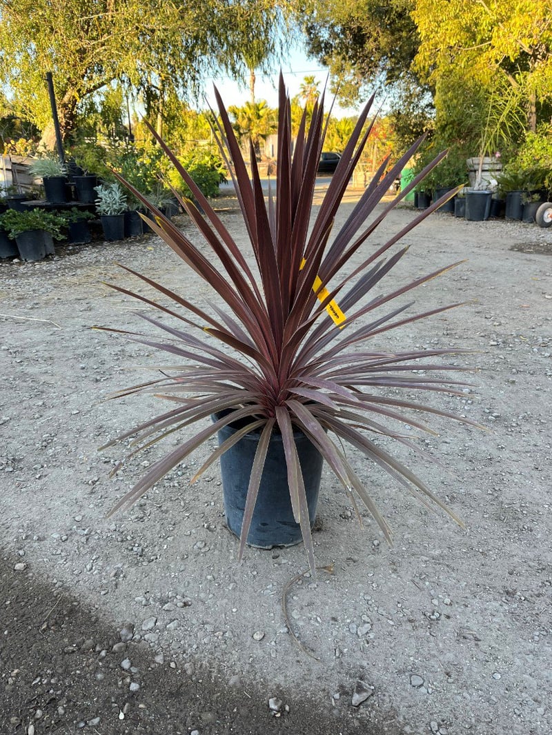 Photo for Cordyline australis 'Red Star' (Red Star Grass Palm)