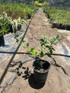 Photo for Trachelospermum jasminoides (Star Jasmine)