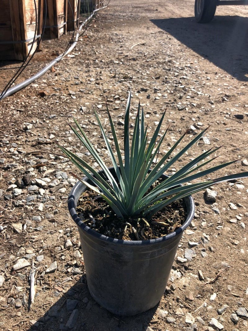Photo for Hesperoyucca whipplei (Our Lord's Candle)