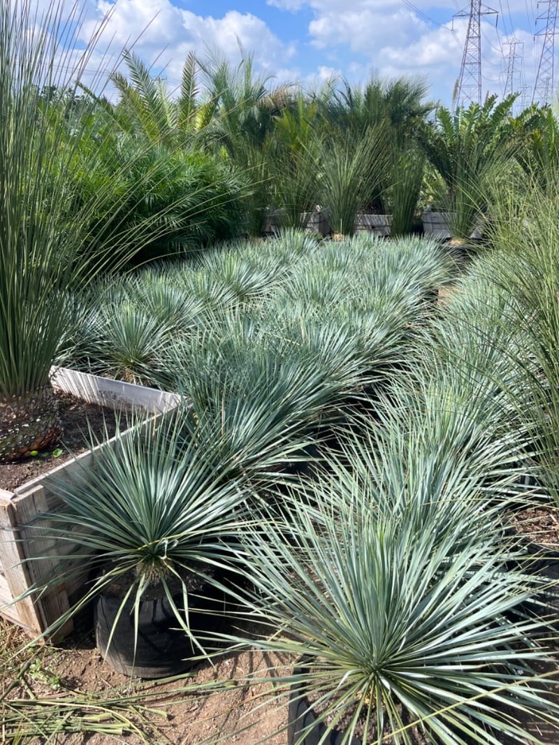 Photo for Yucca rostrata (Big Bend Yucca, Beaked Yucca)