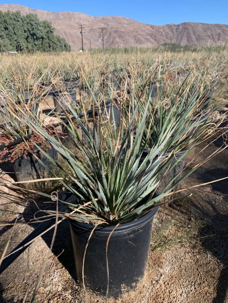 Photo for Dasylirion wheeleri (Spoon Yucca, Blue Sotol)