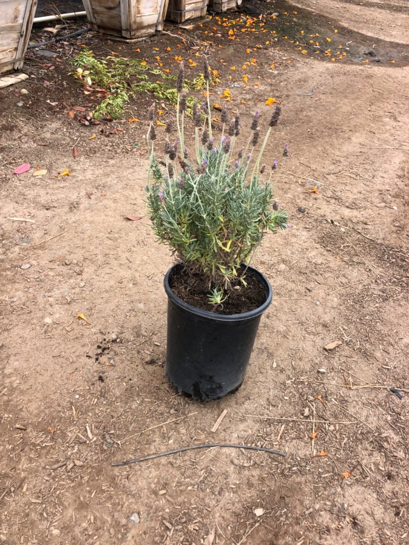 Photo for Lavandula dentata (French Lavender)