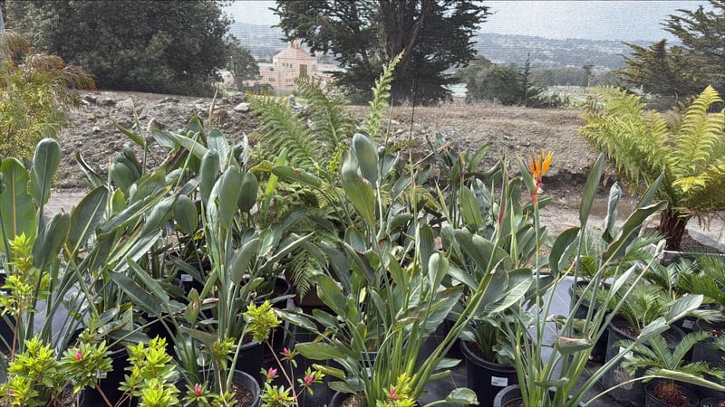Photo for Strelitzia reginae (Bird of Paradise)