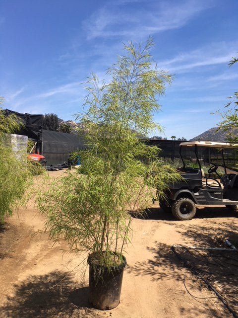 Photo for Otatea acuminata aztecorum (Mexican Weeping Bamboo)
