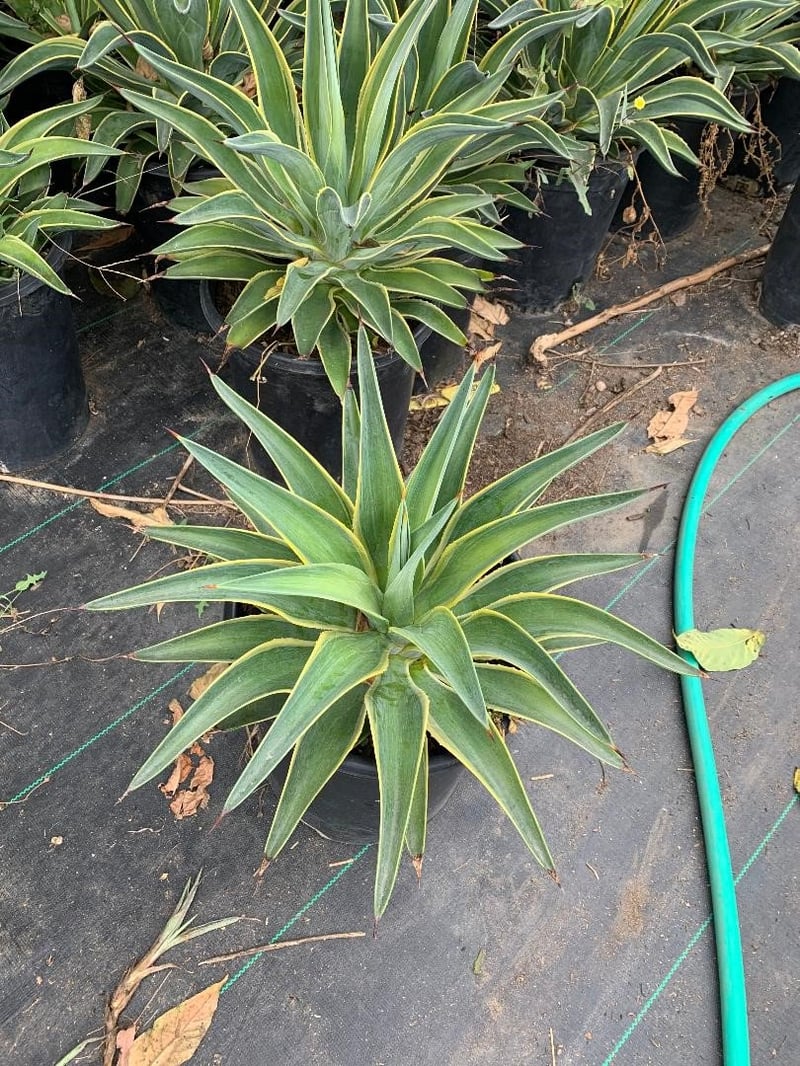 Photo for Agave desmetiana 'Variegata' (Variegated Smooth Agave)
