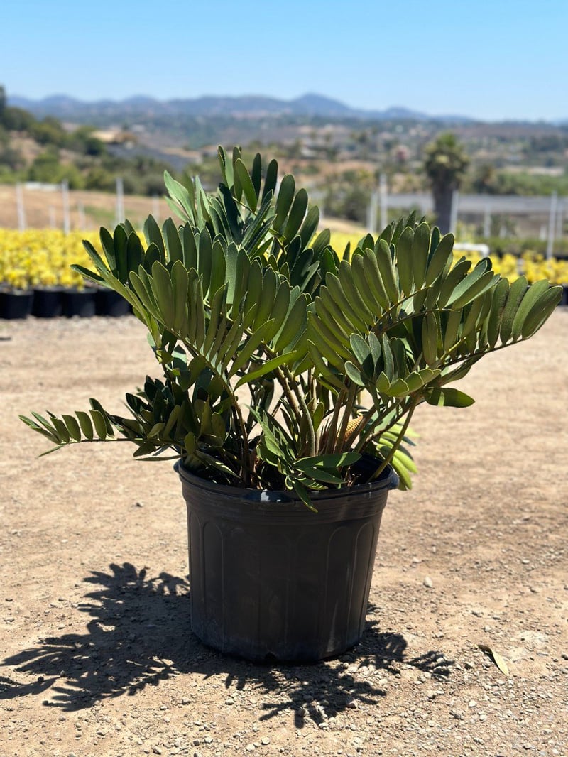 Photo for Zamia furfuracea (Sago Cycas, Cardboard Palm)