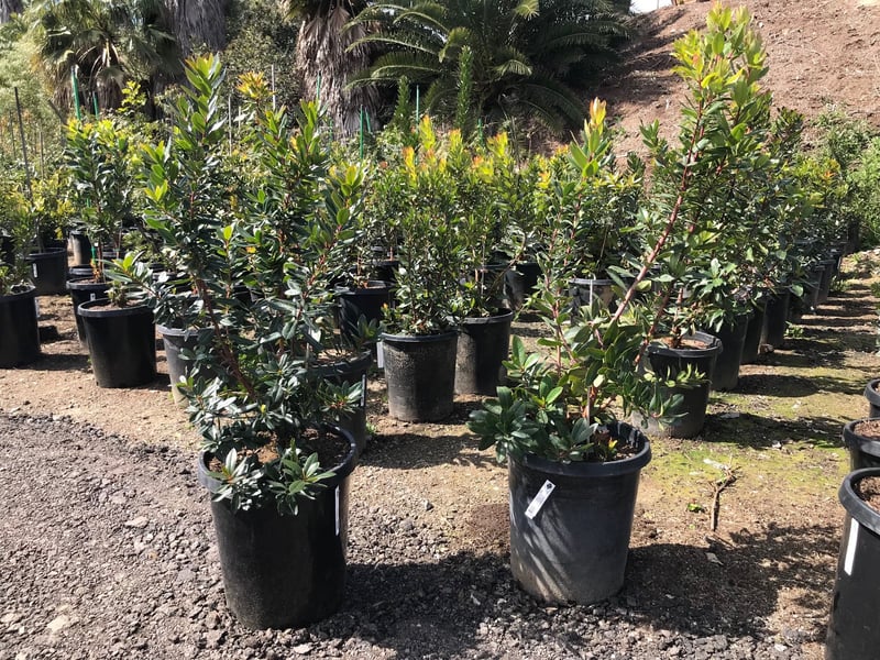 Photo for Arbutus unedo (Strawberry Tree)
