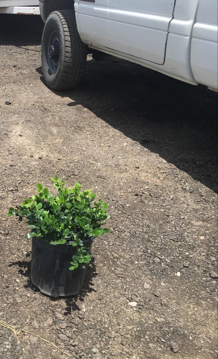 Photo for Carissa macrocarpa ‘Green Carpet’ (Green Carpet Natal Plum)