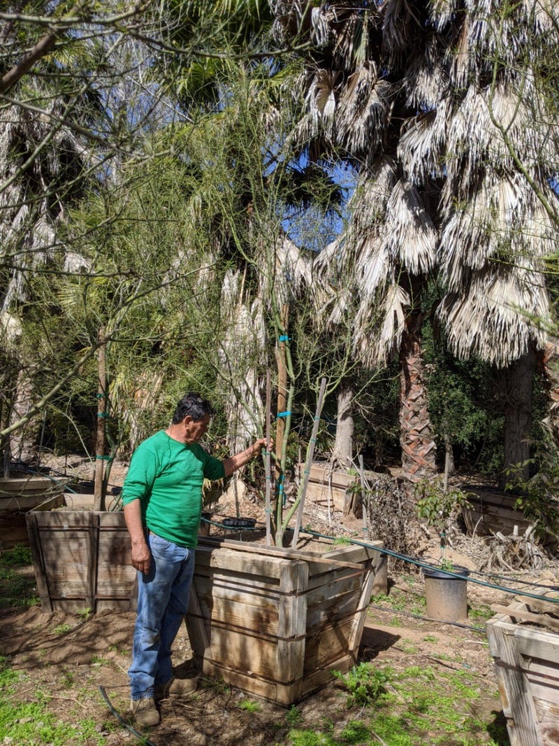 Photo for Cercidium 'Desert Museum' (Multi) (Desert Museum Palo Verde)