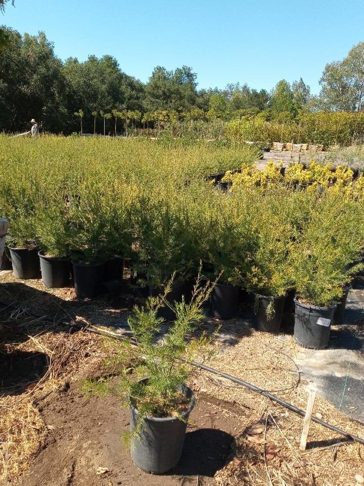 Photo for Grevillea 'Noelii' (Noelii Grevillea)