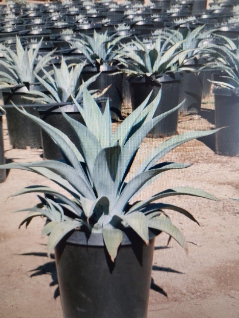 Photo for Agave weberi (Weber Agave)