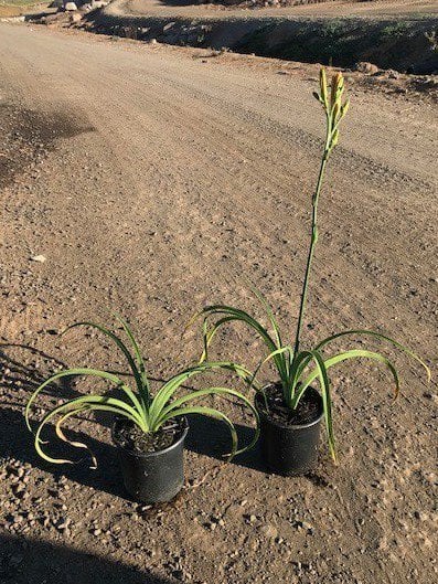 Photo for Hemerocallis hybrid 'Orange' (Orange Daylily)