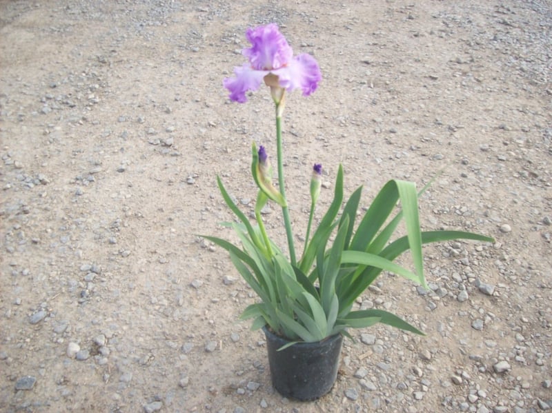 Photo for Bearded Iris (Yellow, White, Purple x 2) (Bearded Iris)