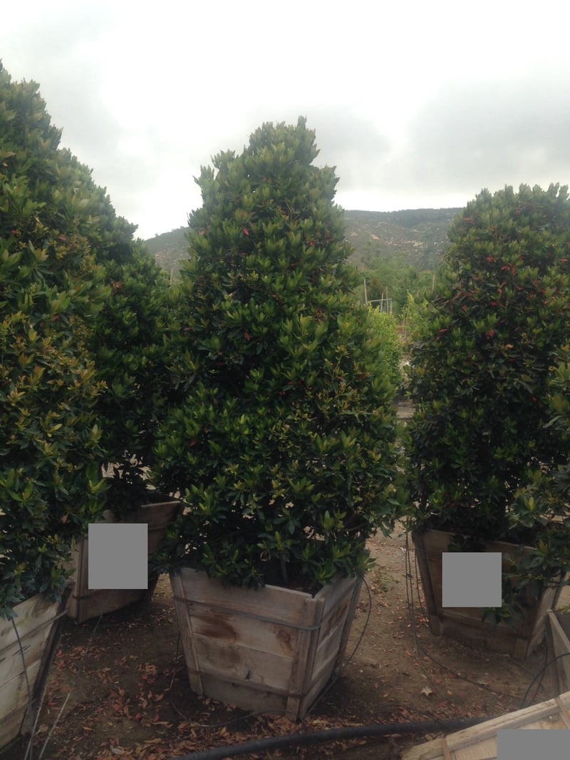 Photo for Elaeocarpus decipiens ‘MonProud’ (Little Emporer Japanese Blueberry)