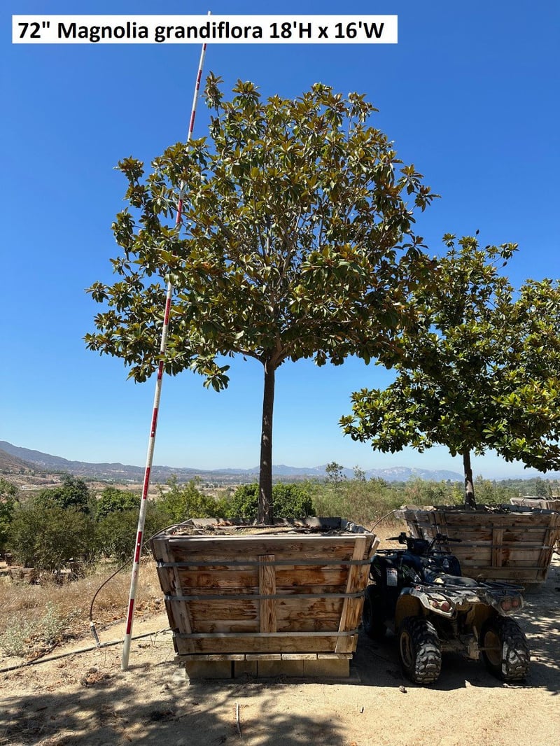 Photo for Magnolia grandiflora (Standard) (Southern Magnolia)