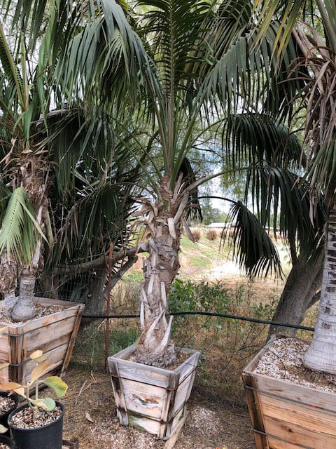 Photo for Howea forsteriana (Kentia Palm)