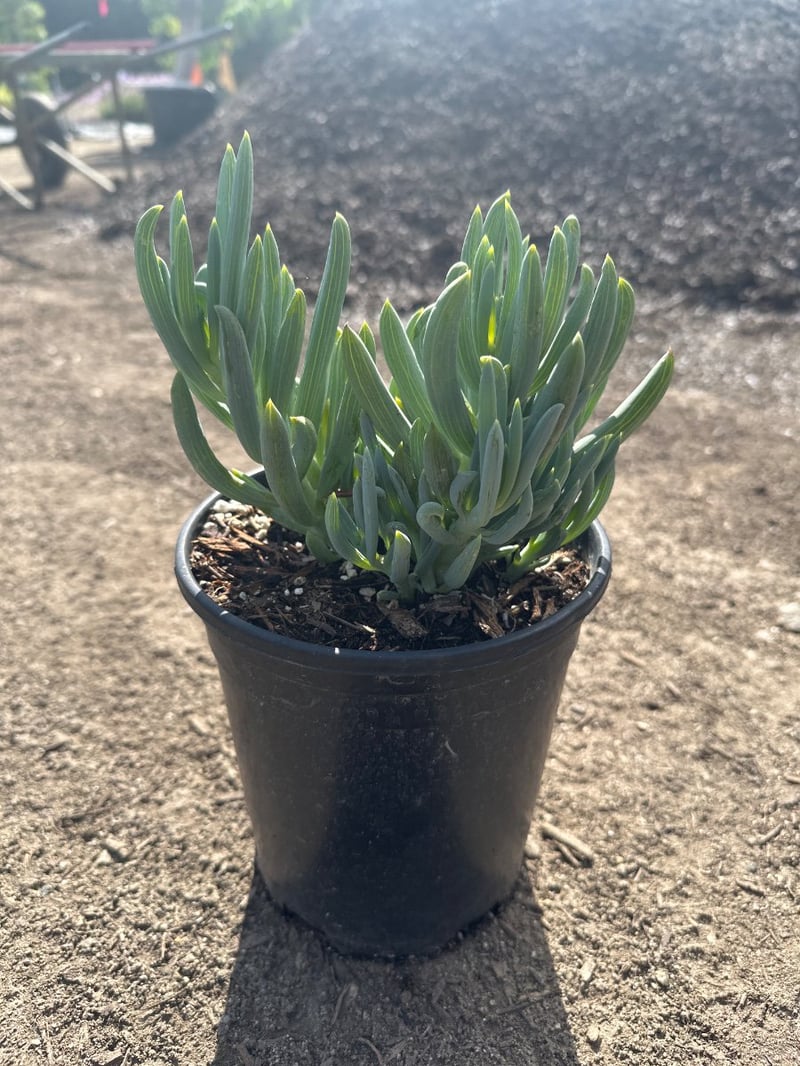 Photo for Senecio serpens (Blue Chalksticks)