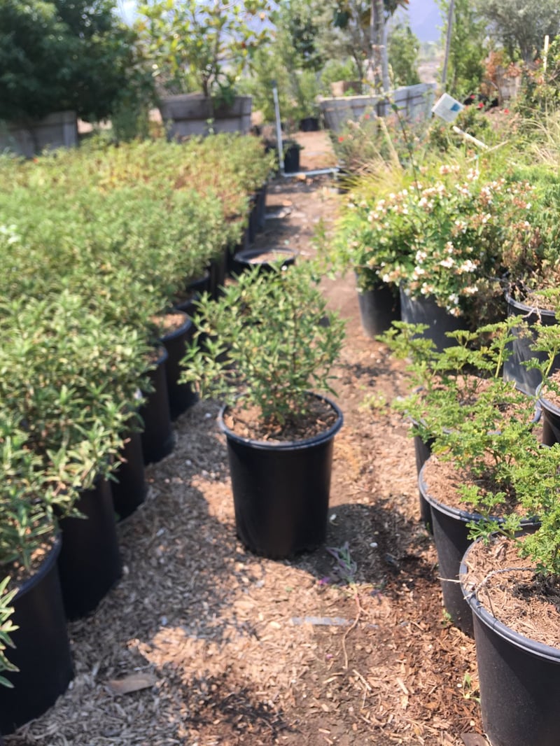 Photo for Cistus purpureus (Purple Rockrose)