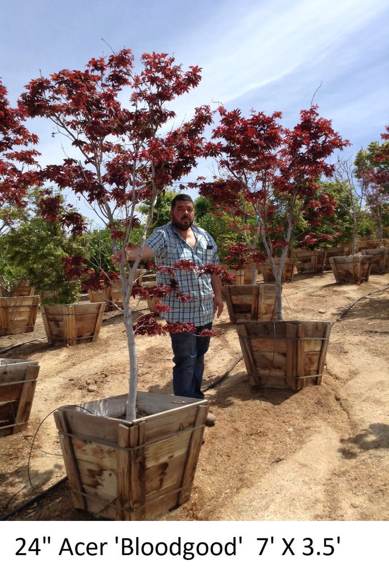 Photo for Acer palmatum 'Bloodgood' (Bloodgood Japanese Maple)