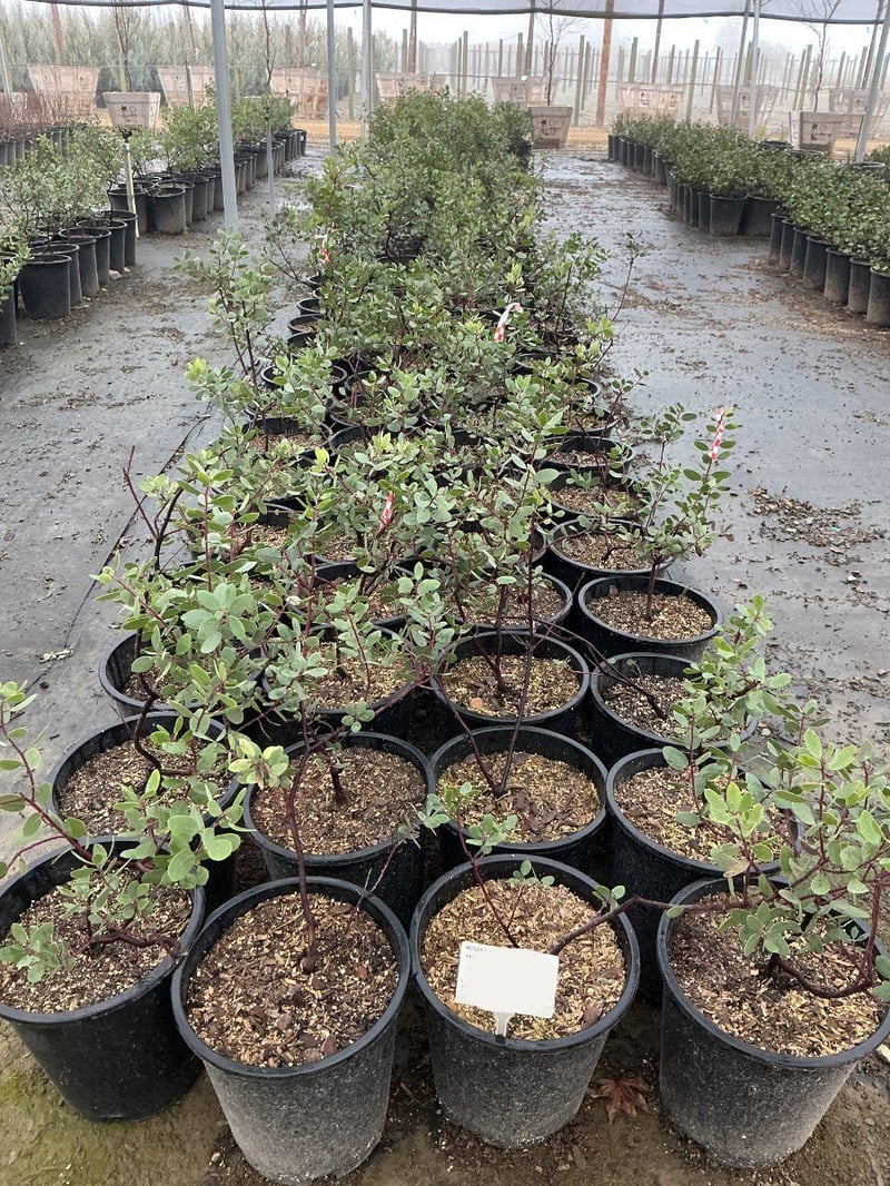 Photo for Arctostaphylos edmundsii (Carmel Sur Manzanita)