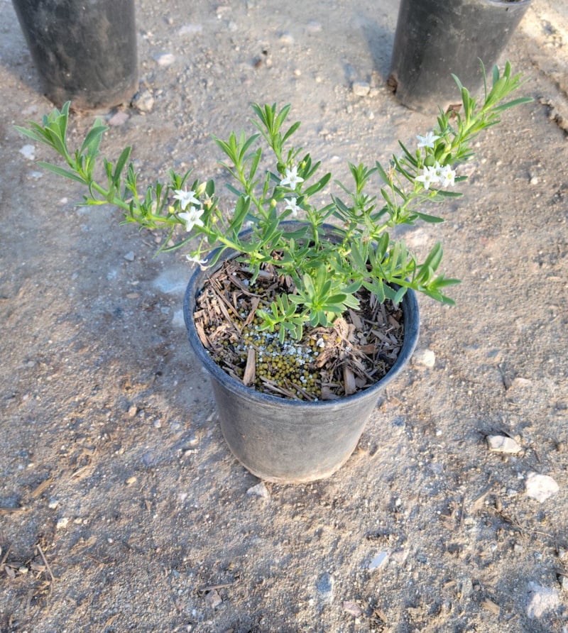 Photo for Myoporum parvifolium (Creeping Myoporum)