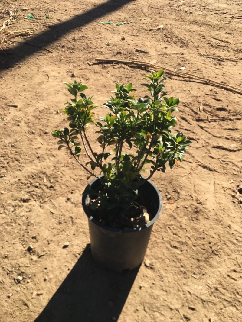 Photo for Rhaphiolepis umbellata (Yeddo Hawthorn)
