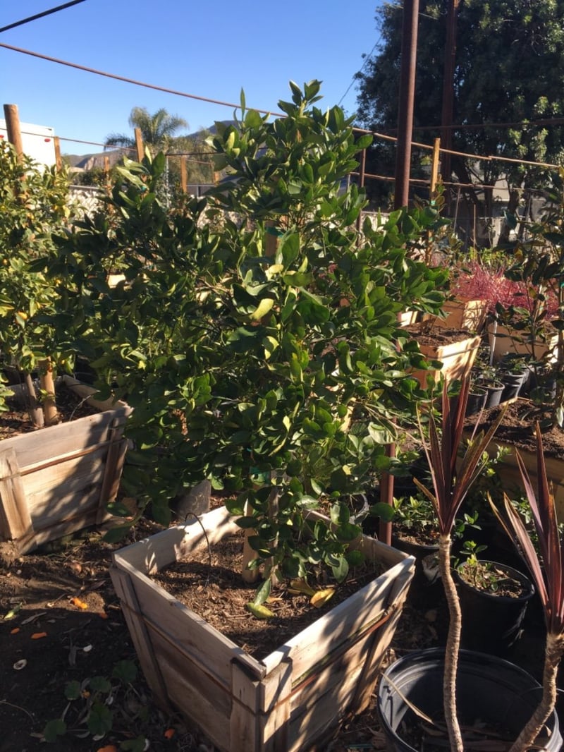 Photo for Citrus sinensis 'Navel' (Navel Orange)