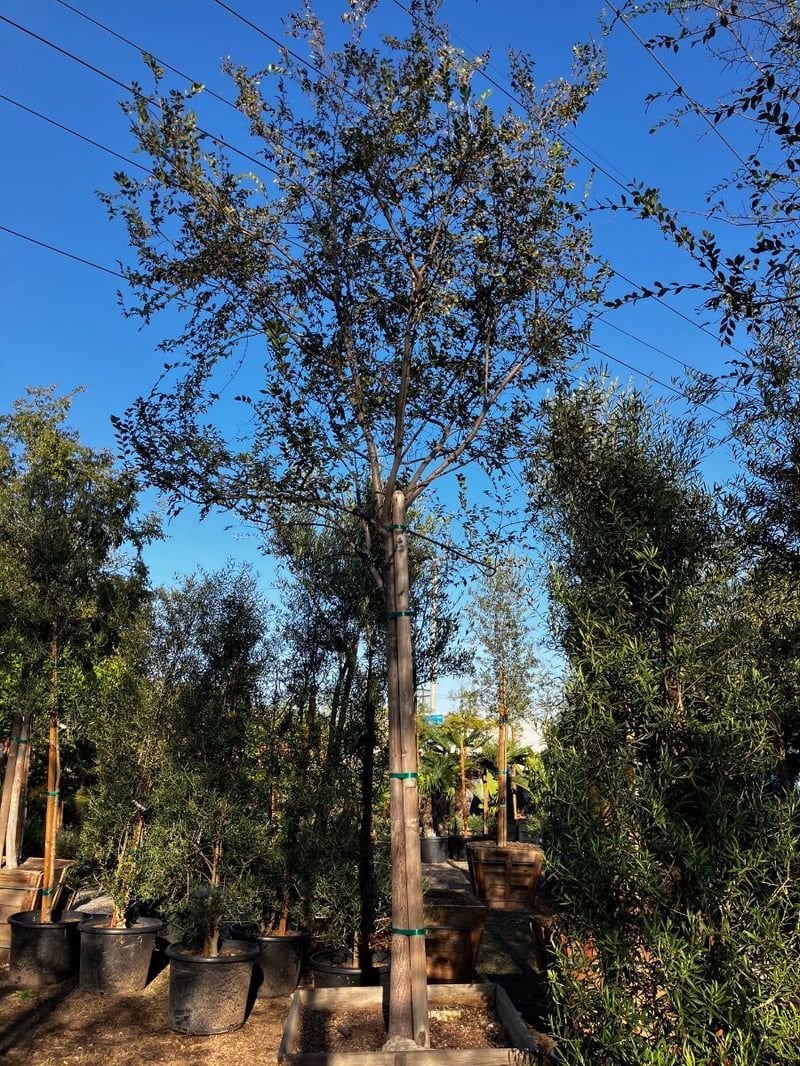 Photo for Ulmus Parvifolia 'True Green' (Standard) (True Green Chinese Elm)
