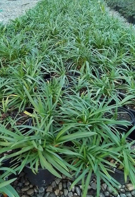 Photo for Agapanthus africanus ‘Peter Pan White’ (Peter Pan White Dwarf Agapanthus)