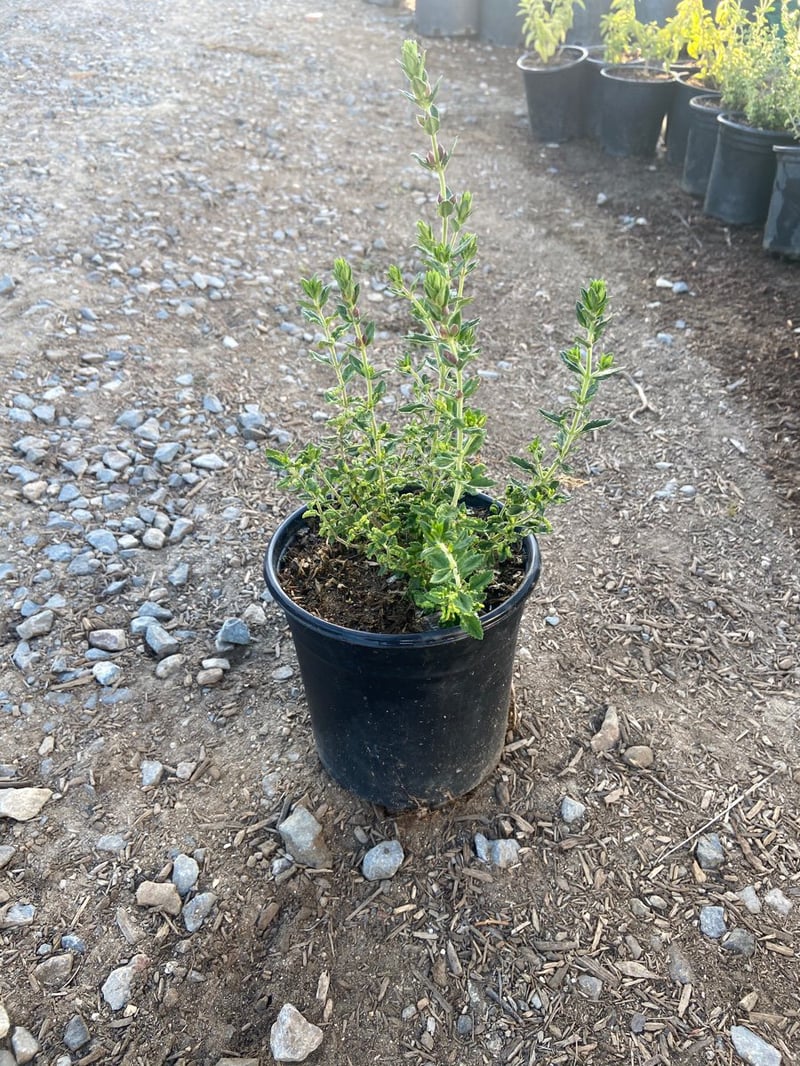 Photo for Teucrium chamaedrys (Wall Germander)