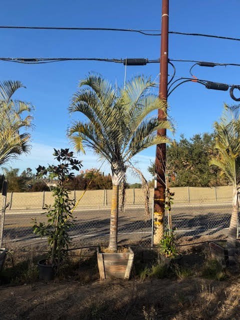 Photo for Dypsis decaryi (Triangle Palm)