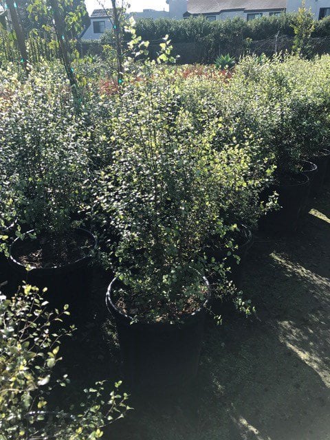 Photo for Pittosporum tenuifolium 'Silver Sheen' (Column) (Silver Sheen Kohuhu)