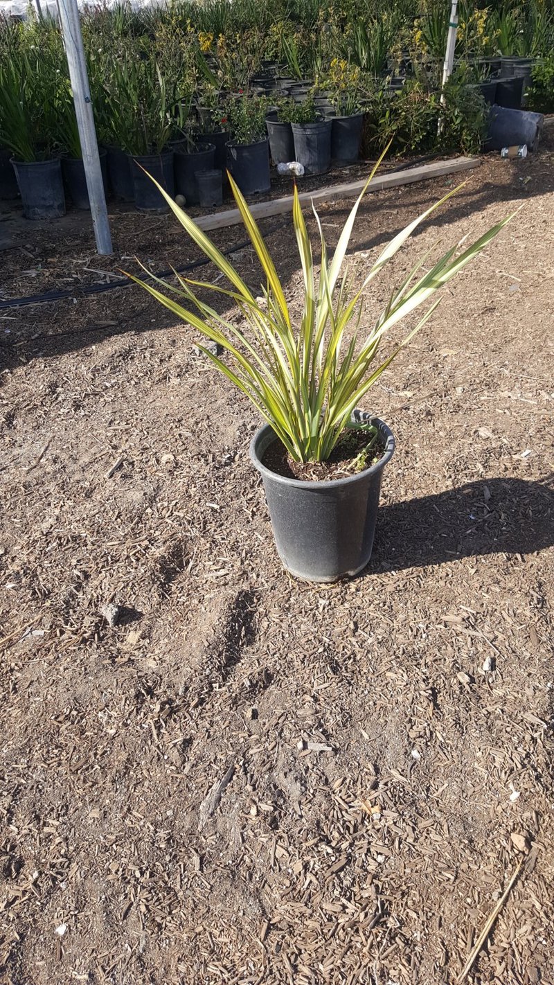 Photo for Phormium x 'Yellow Wave' (Yellow Wave New Zealand Flax)
