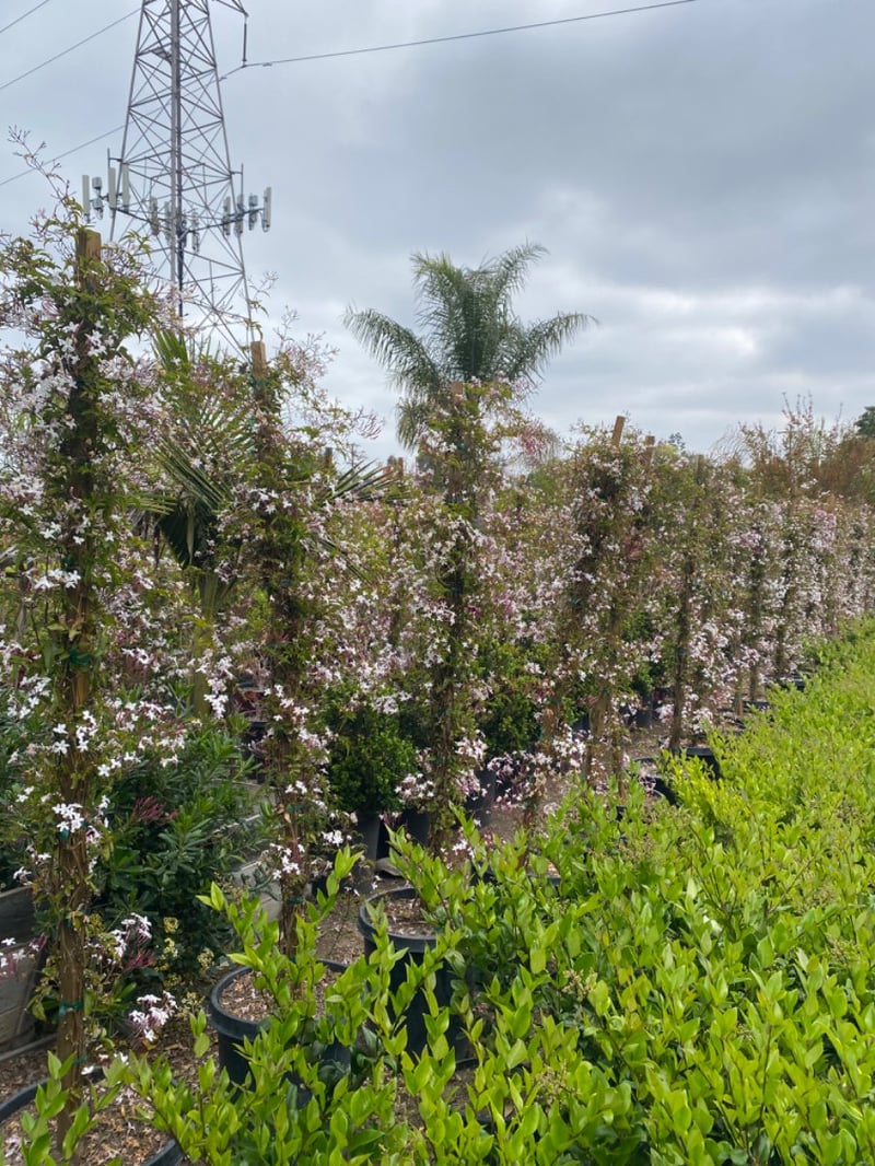 Photo for Jasminum polyanthum (Staked) (Pink Jasmine)