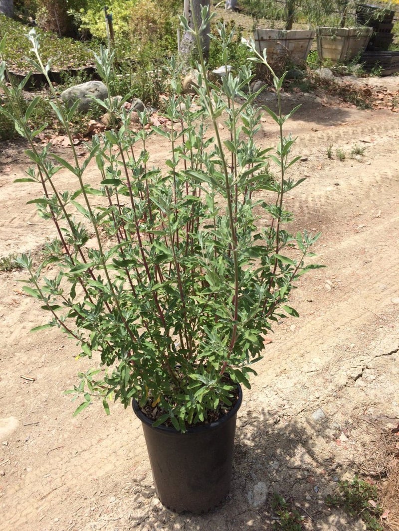 Photo for Salvia clevelandii 'Winnifred Gilman' (Sage 'Winnifred Gillman')