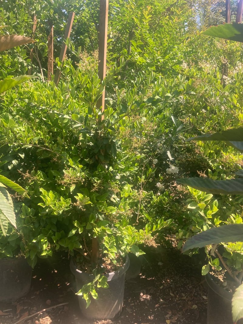 Photo for Ligustrum japonicum (Column) (Waxleaf Privet, Japanese Privet)