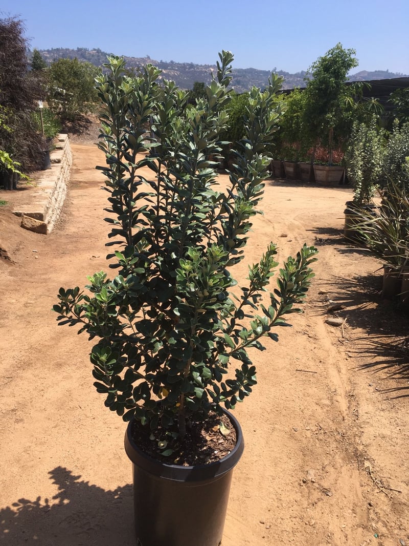 Photo for Pittosporum crassifolium (Karo)
